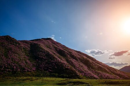 Blooming carpet of pink rhododendron flowers covers the mountain slopes at sunset. Incredible...