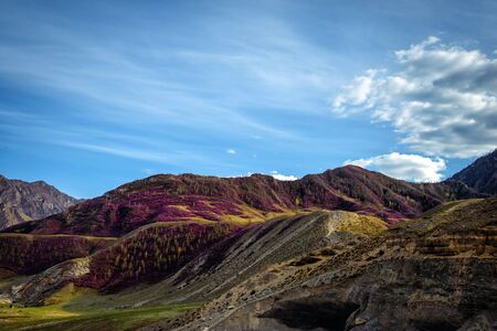 Beautiful mountains in sunny day and fantastic blue sky with white clouds. Pink rhododendron flowers...