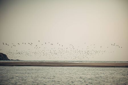 A lot of gulls over the shallows against the twilight sky. Low tide of the sea.の写真素材