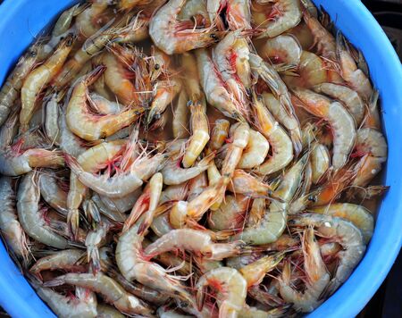 Raw shrimp in a large trough at fish market in Asia, close-up. Lots of freshly caught prawns in the shell, seafood, fishing in India.の写真素材