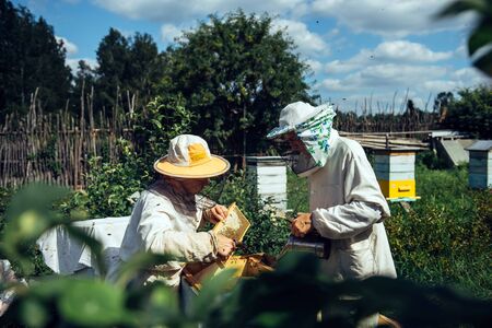 Beekeepers near beehive to ensure health of bee colony or honey harvest. Beekeepers in protective workwear inspecting honeycomb frame at apiary. Two elderly farmers collect organic honey.の写真素材