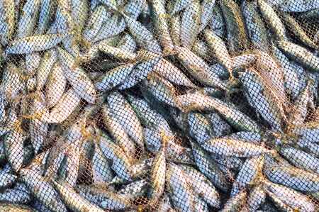 A lot of small fish in the seine, close-up. Simple food of the fishermen, morning catch. Freshly...