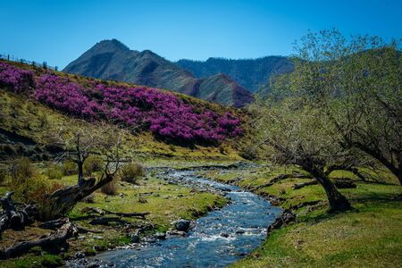 Small mountain stream among the flowering hills and mountains covered with forest. Glitter of water, blue sky and pink flowers, beautiful sunny spring day in the Altai mountains. Amazing landscape.の写真素材