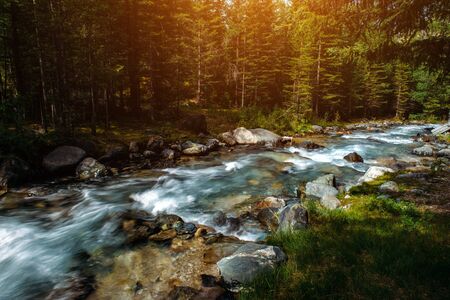 Summer landscape of mountain river among green trees. Sunlit river in the mountain forest. Picture...