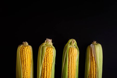 Ripe corn isolated on black background with copy space. Yellow corn cobs in row. Healthy food, organic products, autumnal harvest.の写真素材