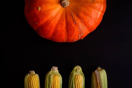 Big orange pumpkin, corn cobs on the black background. Autumnal, raw food concept. Gifts of Autumn. Top view. Backdrop with pumpkin. Copy space.の写真素材