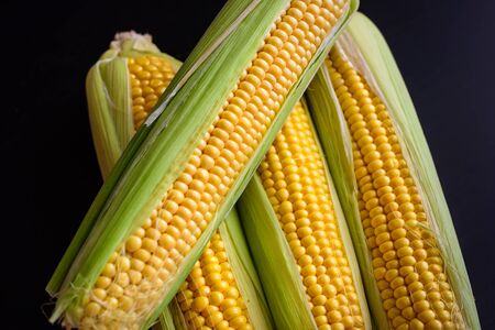 Fresh corn cobs, close up. Appetizing cobs of ripe yellow corn with green leaves lie on a black...