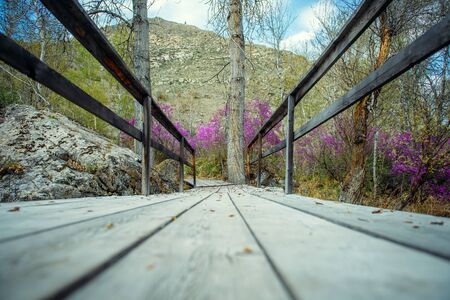 Close-up of gray wooden bridge in mountain gorge. On the shore is a huge mossy stone and rhododendron bushes grow with pink flowers. Opens the prospect of a mountain top and the sky with clouds.の写真素材