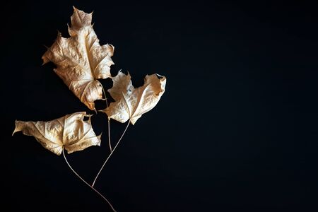 Abstract image-dry maple leaves on black background. Dry autumn leaves isolated on black with copy...