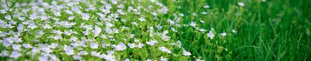 Small white flowers in a green field, beautiful spring summer background. Soft focus. Image for...