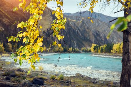 Yellow leaves on the branches of birch, close up. Autumn trees on the background of emerald river in the mountains. Beautiful nature of Altai mountains and Siberia.の写真素材