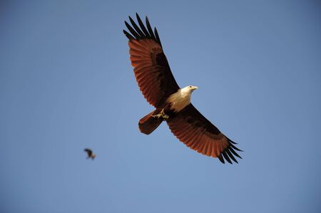 Eagle in flight carrying fish in its talon, wildlife scene. Majestic large bird of prey flying with a fish in its claws against blue sky.の写真素材