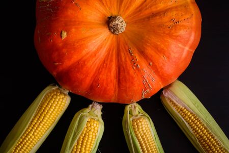 Ripe corn cobs and pumpkin on dark wooden background, top view. Autumn coming, thanksgiving day concept.の写真素材