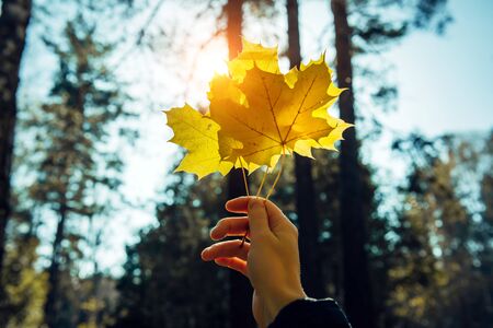 Woman holds a bouquet of yellow maple leaves at arm's length in autumn park. Maple leaves in a...
