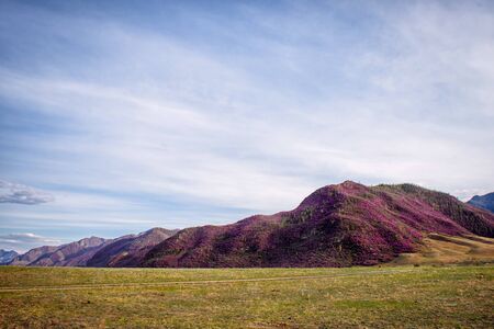 Green meadow on the background of mountains overgrown with rhododendron. Blooming pink bushes on...