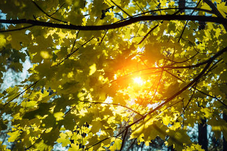 Yellow maple leaves glow in the sun on a warm autumn day. Maple branches close-up. Natural backgrounds, Wallpapers.の写真素材