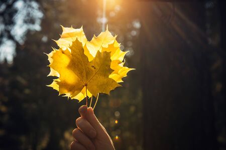Woman holds a bouquet of yellow maple leaves at arm's length in autumn park. Maple leaves in a woman's hand glow in the sun, close up.の写真素材