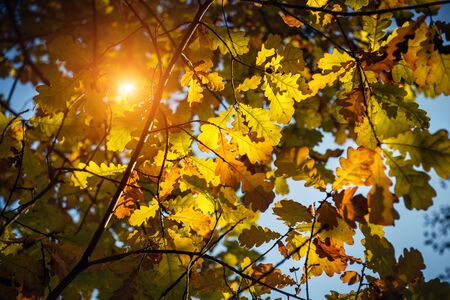 Yellow oak leaves glow in the sun on a warm autumn day. Oak branches close-up. Natural backgrounds, Wallpaper.の写真素材