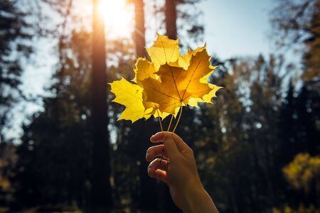 Woman holds a bouquet of yellow maple leaves at arm's length in autumn park. Maple leaves in a woman's hand glow in the sun.の写真素材