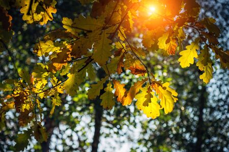 Yellow oak leaves glow in the sun on a warm autumn day. Oak branches close-up. Natural backgrounds, Wallpaper.の写真素材