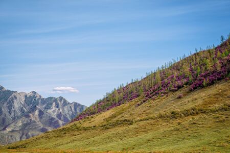 Beautiful mountain landscape on sunny spring day. Pink rhododendron flowers on a mountainside against blue sky.の写真素材