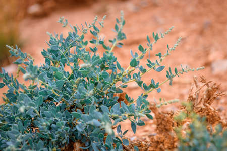 Small green bush on red clay dry soil in the mountains, close-up. Amazing flora of the Asian steppes. Natural backgrounds.の写真素材