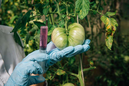 Pesticides used in food. Scientist's gloved hand sticks a syringe of liquid into tomatoes hanging on...