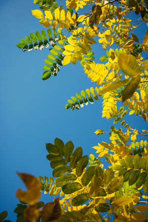 Yellow and green fall leaves against a clear sky in the sunlight. Autumn greeting card with copy space. Bright foliage on light blue background. Vertical image.の写真素材