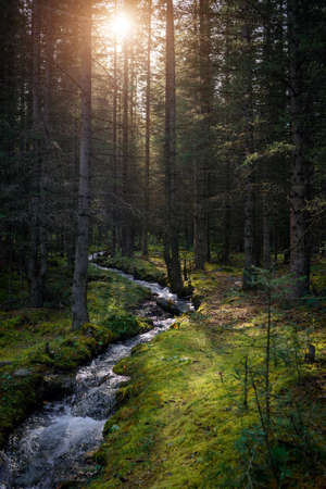Forest landscape in early sunny morning. Dense forest, small stream, banks overgrown with green grass and moss. Picturesque siberian taiga scene.の写真素材