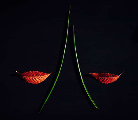 Two autumn red leaves look like a woman's lips on black background. Close-up of a leaf and a blade...