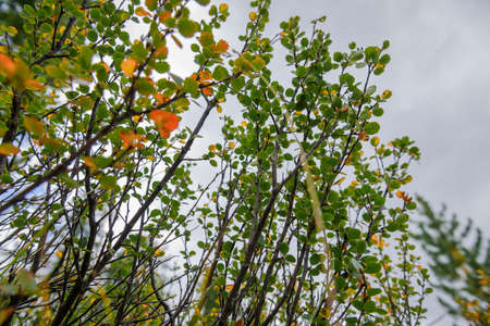 Branches of shrub with green and yellow leaves against cloudy sky on autumn day. Natural plant...