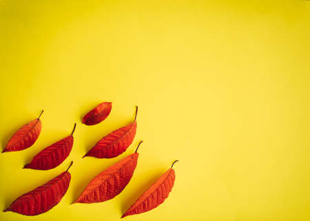 Autumn abstract image of fallen red leaves on yellow paper background. Creative season layout. Copy space.の写真素材