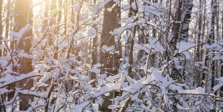 Close-up view of bare tree branches covered with snow on a frosty sunny day. Snowy branches with ice...