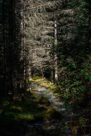 Small river in a dense forest in the rays of sun. Wild nature of Siberian taiga.の写真素材