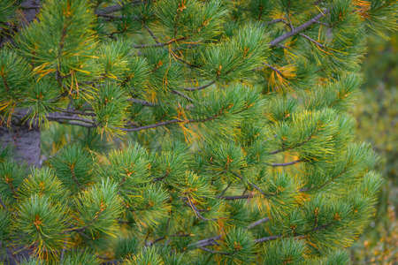 Green spiny branches of pine close-up. Full frame image coniferous branches. Christmas fir tree background. Beautiful winter backdrop, copy space.の写真素材