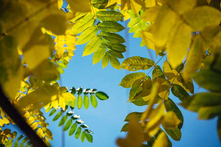 Yellow autumn foliage against a clear blue sky on sunny day. Tops of the trees with yellow-green leaves. Autumn background with copy space.の写真素材