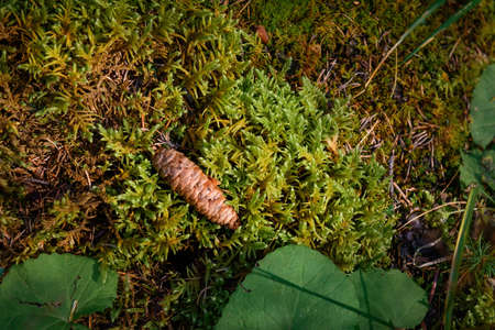 Spruce cone on wet green moss in forest, close-up. Soft focus, natural background, copy space.の写真素材