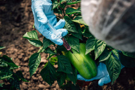 Biologist in blue gloves holds a syringe, close up. Scientist injecting into pepper with fertilizer....