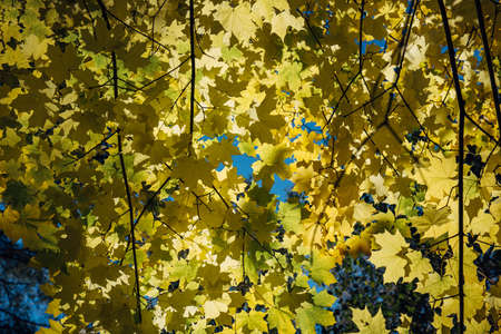 Autumn yellow leaves in sunlight close up. Vibrant maple tree foliage. Beautiful autumnal background.の写真素材