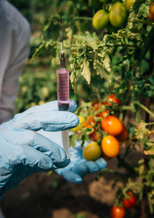 Injection for quick ripening tomato. Female biologist in blue gloves holds a syringe, close up. Genetically modified non organic food concept.の写真素材