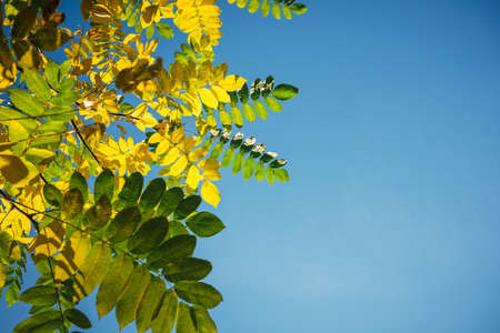 Yellow and green fall leaves against a clear blue sky in the sunlight. Autumn greeting card with space for text. Bright foliage on light blue background.の写真素材