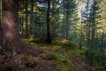 Forest thicket, ground covered with wet moss, trees grow thickly. Magical coniferous forest on sunny summer day. Beautiful natural background, soft focus, close-up, photo Wallpaper, copy space.の写真素材