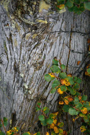 Branch with yellow and green autumn leaves on the background of old tree, close-up, soft focus. Beautiful natural background, photo wallpaper, vertical image.の写真素材