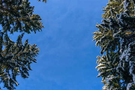 Crown of fir trees covered with snow against clear blue sky on sunny winter day. Spruce branches under white snow. Image for a new year greetings card with copy space.の写真素材