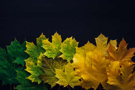 Green and yellow maple leaves laid out in row on black background. Autumn concept, color gradient,...