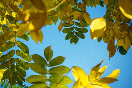 Yellow autumn foliage against a clear blue sky on sunny day. Tops of the trees with yellow-green...