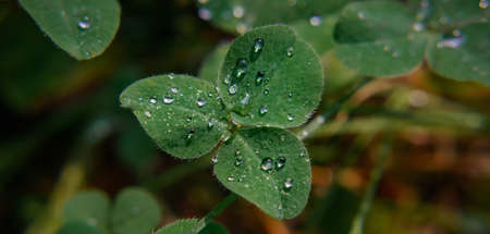 Close-up image of raindrops on three leaves clovers. Macro image green trefoil with drops of dew on petals. Saint patrick's holiday concept.の写真素材