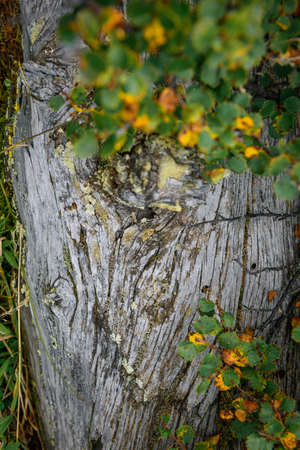 Branch with yellow and green autumn leaves on the background of old tree, close-up, soft focus. Beautiful natural background, photo wallpaper, vertical image.の写真素材