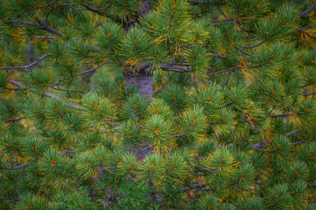 Green spiny branches of pine close-up. Full frame image coniferous branches. Christmas fir tree background. Beautiful winter backdrop, copy space.の写真素材