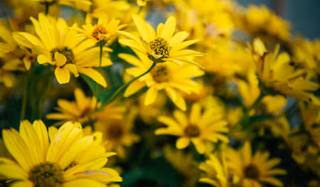Large yellow garden flowers, close-up. Yellow daisies, selective focus. Flower backgrounds. Gardening.の写真素材